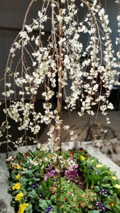 Bost Flower Show tree & flowers  20150312_164616